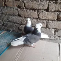 ۱۵۰۰۰۰۰|پرنده|ری, شهرک نظامی|دیوار