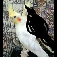 رام رام گاز نمیگیرن