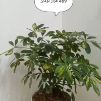 گل و گیاه و گلدان