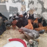 نیمچه مرغ وخروس بلک استار