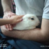 خرگوش|موش و خرگوش|سقز, |دیوار