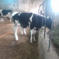 گوساله ماده