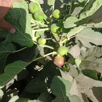 درخت انجیر|خدمات باغبانی و درختکاری|فلاورجان, |دیوار