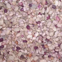 لوبیا چیتی شکسته