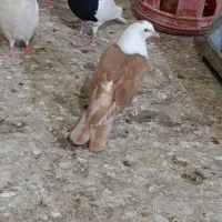 کله سفید|پرنده|بهبهان, |دیوار