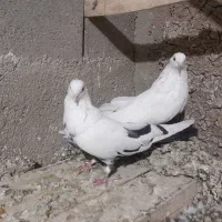 توک دم دمسیاه کبوتر|پرنده|لالجین, |دیوار