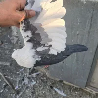 دم سیاه نر درجه یک|پرنده|مرودشت, ابوذر شمالی‎|دیوار