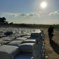 علوفه ذرت بسته بندی|عمده‌فروشی|اسلام آباد, |دیوار