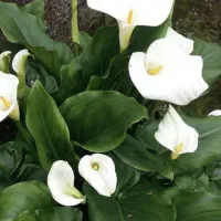 گل یاس درختی|گل و گیاه طبیعی|رشت, دیلمان|دیوار