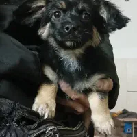 سگ اشپیتز اصل