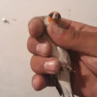 سهره کرمانی به شرط خونده