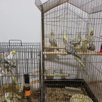 عروس هلندی|پرنده|تاکستان, |دیوار