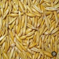 فروش 5تن جو محلی