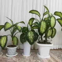 فروش گل دیفن باخیا