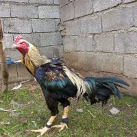 یک عدد خروس دورگه لاری ۵ماهه