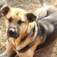 سگ گله گوسفند