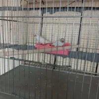 فنچ و مرغ عشق|پرنده|نجف‌آباد, یزدانشهر|دیوار