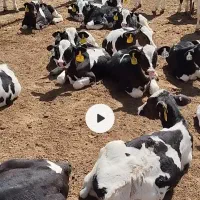 گوساله قطع شیر