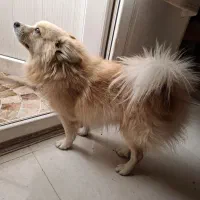 گمشده|سگ|زاهدان, |دیوار