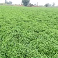 شوید تازه|خوردنی و آشامیدنی|اصفهان, سیچان|دیوار