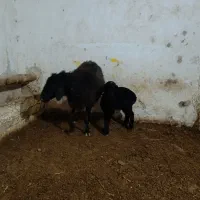 میش بره دار|حیوانات مزرعه|رامند, |دیوار