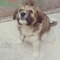 واگذاری قدرجونی