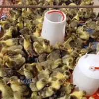 فروش انواع جوجه غاز وقوغاز