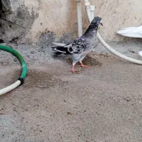 پرنده|پرنده|بندرعباس, |دیوار
