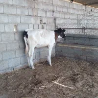 گوساله ماده