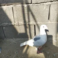 پشتی اپاچی نر