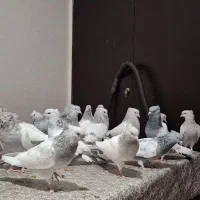 فروش سینه سبز آبی سوسنی مولد خوب درجه یک|پرنده|فیروزآباد (فارس), |دیوار