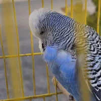 یک جفت مرغ عشق انگلیسی گرید A