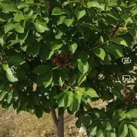 باغ 2 هکتاری در روستای زرند قیدار