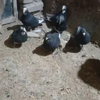 سه جفت پلنگ