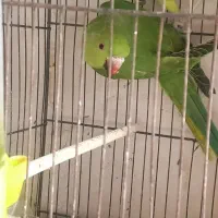 جوجه طوطی ملنگو