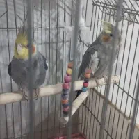 عروس هلندی