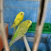 مرغ عشق|پرنده|گرمسار, |دیوار