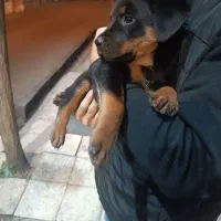 واگذاری ژرمن روت پیتبول|سگ|تهران, سلسبیل شمالی|دیوار