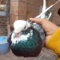 شازده سبز ماده