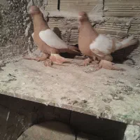 کبوتر|پرنده|تبریز, |دیوار