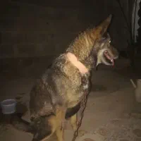 فروش سگ ژرمن پلییسی|سگ|شادگان, |دیوار