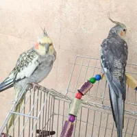 عروس هلندی باقفاس