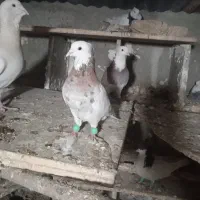 کبوتر طوقی|پرنده|محمدشهر, ولدآباد|دیوار