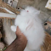 خرگوش لپ|موش و خرگوش|جم, |دیوار