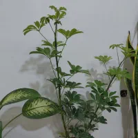 گل طبیعی مفت مفت