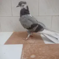 کبوترگرفتنی