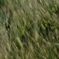 بذر جو آبی رقم بهمن