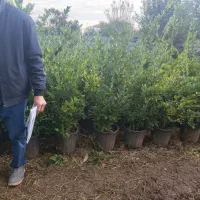 یاس هلندی