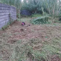 علف زنی|خدمات باغبانی و درختکاری|رشت, باهنر|دیوار