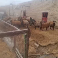 میش بره برنر